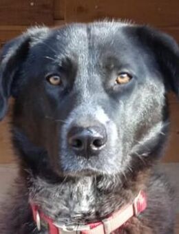 Lisa-Pia - groß, liebevoll, respektvoll - Mettmann