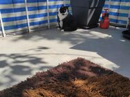 Süße Katze - Lippstadt