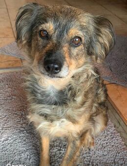 Kleine Hundedame - Heinsberg