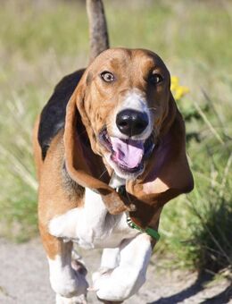 Der zauberhafte Valentin, ein reinrassiger Basset Artesien Normand, sucht ein neues Zuhause. - Lüneburg