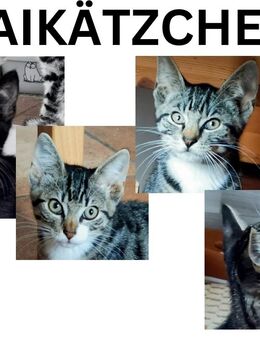 MAIKÄTZCHEN Katze und Kater - Steyerberg