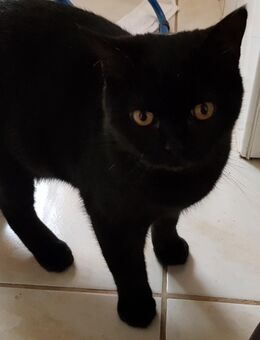 Noch 2 Britisch Kurzhaar Kater - Borkow