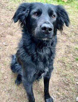 Traumhund Nero sucht seine Menschen - Koblenz