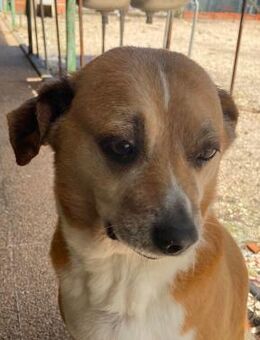 NILO sucht gemütliches Körbchen - Sulzfeld (Baden-Württemberg)