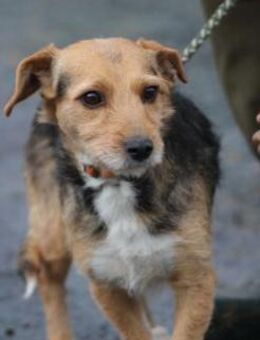 Ranie - zutraulich u. sehr liebenswert - Lohra