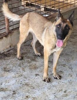 Mali sucht ihre Menschen - Neuhausen (Fildern)