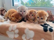 Reinrassige goldene Britisch Kurzhaar Kitten von Champion Eltern - Falkensee