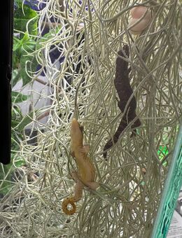 Jungferngeckos - Neumarkt (Oberpfalz)