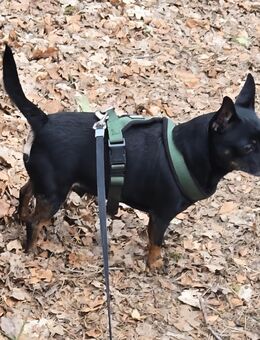 Zwegpinscher Mischlinge - Bielefeld