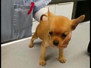 Mini Welpe Chihuahua Mix Rüde - Solingen (Klingenstadt)