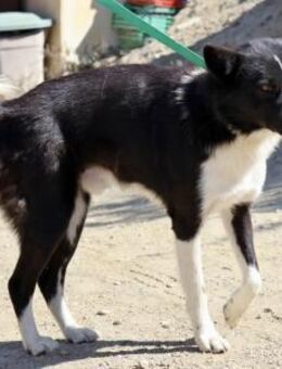 Samy, menschenbezogen, offen, klug - Westerholt