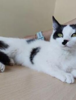 Patiña (+Piñata) - liebes Katzenmädel - Wilhelmsfeld