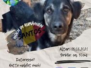 SANTOS - liebt seine Großfamilie - Waakirchen