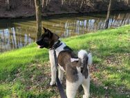 Amerikanische Akita - Nordhorn