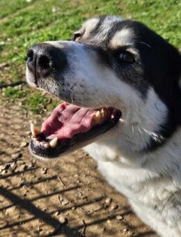JOHN lustig gescheckter junger Rüde - Aerzen