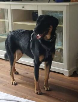 Luke, prächtiger Rüde sucht ein Zuhause - Unterföhring