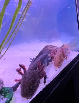 Axolotl – ca. 1 Jahr alt, männlich - Hamburg
