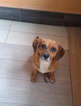 🩵Otto🩵sucht seine Menschen 🩵🐾 - Freilassing