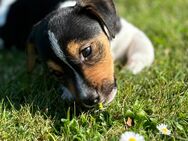 Jack Russel Welpe - Großmaischeid