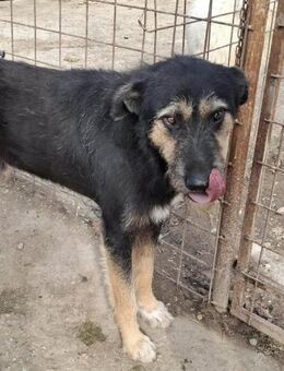 Barney - fröhlicher Riese - Löwenberger Land