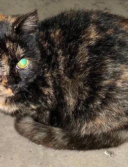 hübsches weibliches Kätzchen abzugeben - Altomünster