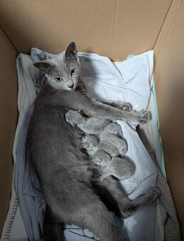 Russisch blau Kitten - Remseck (Neckar)
