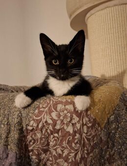 Maine coon Mix Kater - Wathlingen