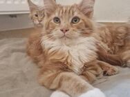 Maine Coon Kitten mit Stammbaum - Kipfenberg