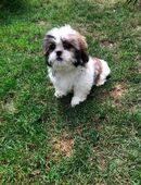 Süße Shih Tzu Hündin - liebevolles Zuhause gesucht. in 33689