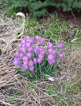 Familienmitglied gesucht (MischlingsWelpe) - Schwarmstedt