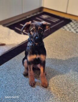 Alma - Familienhund mit Herz - Oerlenbach