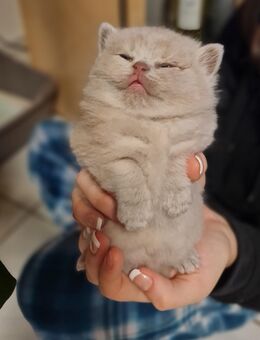 Britisch kurzhaar Kitten Fawn/Lilac - Blaufelden