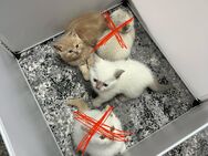 Kittens die ein zuhause suchen - Köln