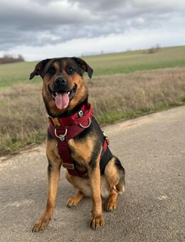 Rottweiler Schäferhund - Geringswalde Zentrum