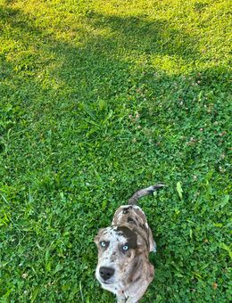 Blue Merle Aussiedor Welpe (w) in Treue Hände zu geben - Newel