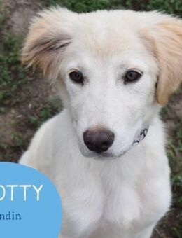 Hübsche Dotty sucht ihre Menschen - Tarmstedt