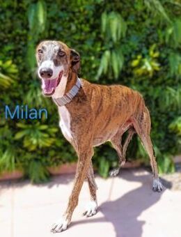 Milan lieber u. sozialer Galgo 06/20 ESP - Ruppertsecken