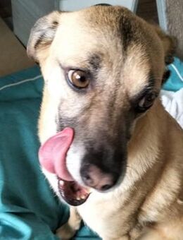 🐾💛 Sanfte Daisy sucht ihre Couch 💛🐾 - Eislingen (Fils)