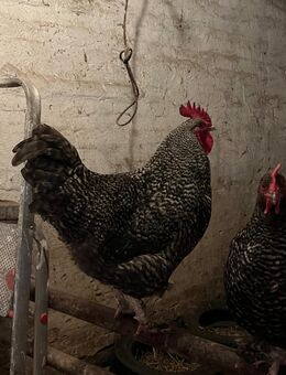 gockel sucht seine eigenen hennen - Tangerhütte