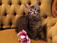 4 Maine Coon Mädchen bereit zum Umzug in 06722