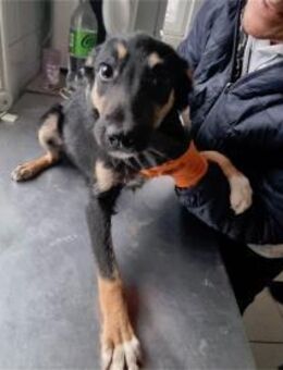 Melina Pflegestelle oder Zuhause gesuc - Oberwies