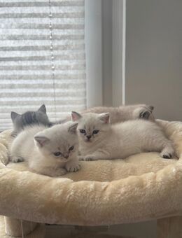 Reinrassige BKH-Kitten – geboren am 27.07.2025 - Einbeck