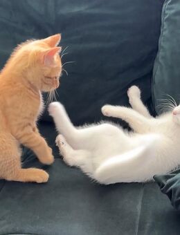 Zwei liebevolle Kitten – 14 Wochen alt – Türkisch Angora & Van Mix – nur gemeinsam abzugeben🐾 - Löhne