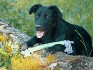 Caesar, Labradormix sucht eine Familie - Linden (Hessen)