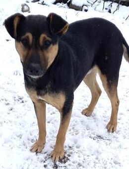 Rex; flehte um Rettung - Geilenkirchen