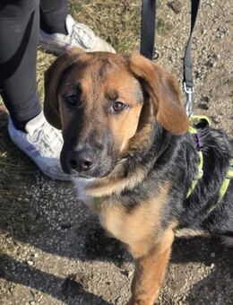 Junger Ludwig auf PS in Bayern - Laufen