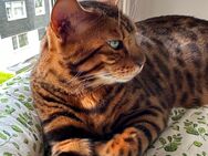 Bengal Kater sucht neues Zuhause - Remscheid