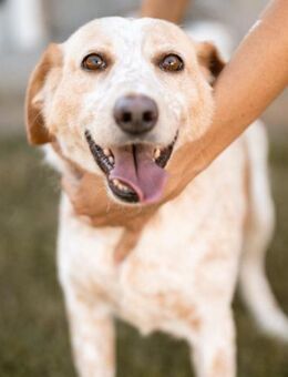 Lucy 💗 liebe + gutmütige Zuckerschnute - Hamburg