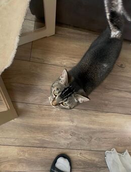 Britisch Kurzhaar BKH Britisch Kurzhaar Kitten 6 Monate alt. - Petersberg (Hessen)