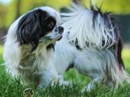 MAYA - in 07955 Auma-Weidetal - Linden (Hessen)